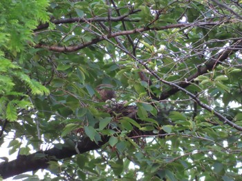 Japanese Sparrowhawk 多摩川 Sun, 6/18/2023