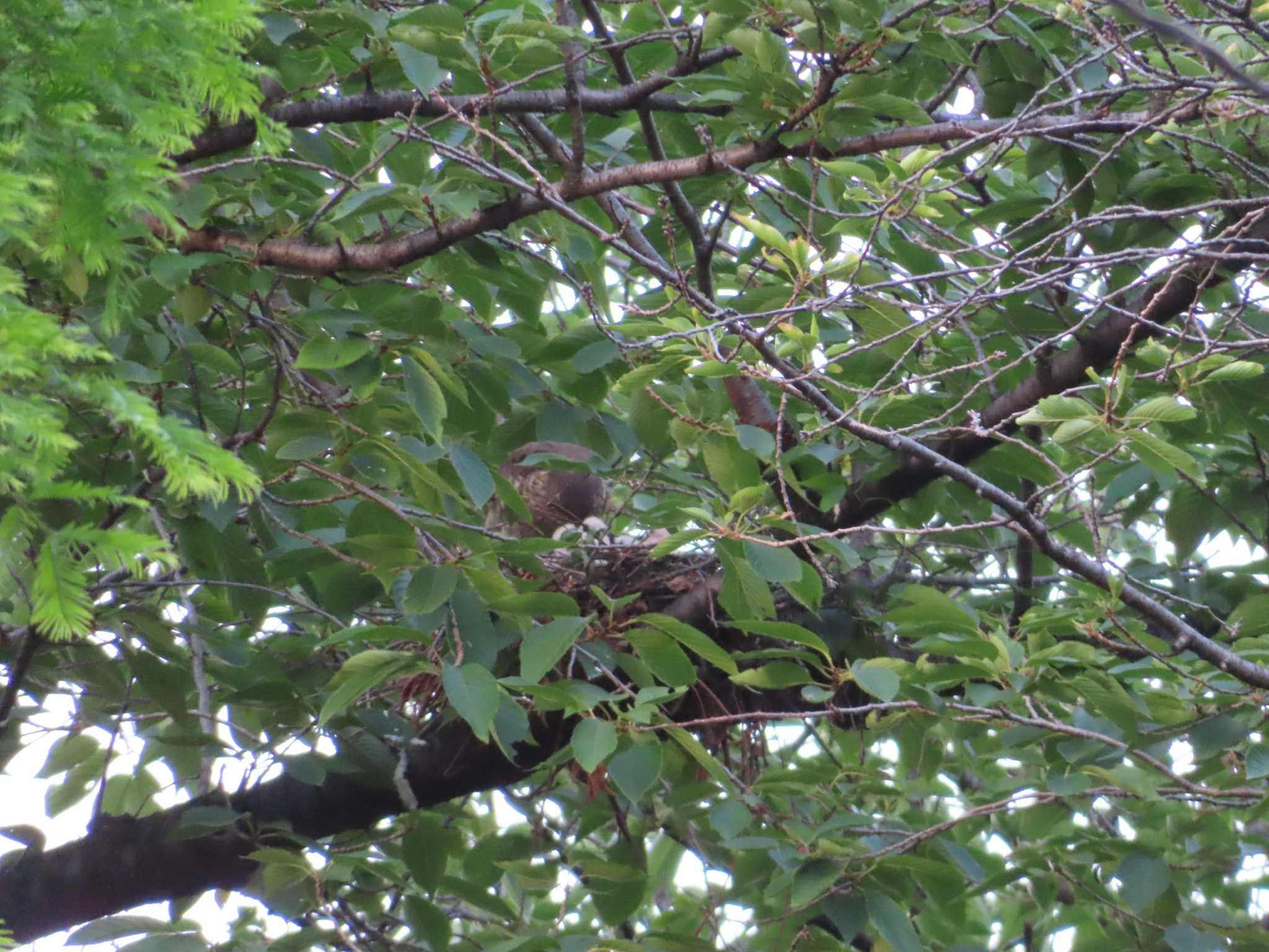 Photo of Japanese Sparrowhawk at 多摩川 by ツートン