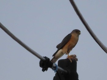 Japanese Sparrowhawk 多摩川 Sun, 6/18/2023