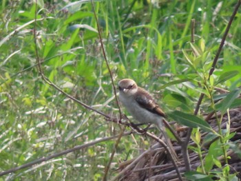 Bull-headed Shrike 多摩川 Sun, 6/18/2023