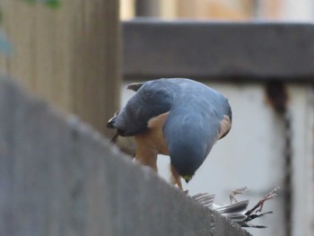 Japanese Sparrowhawk 多摩川 Sun, 6/18/2023