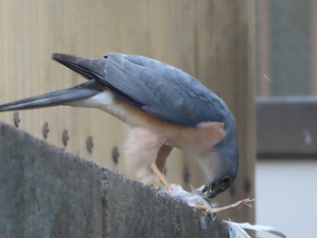 Japanese Sparrowhawk 多摩川 Sun, 6/18/2023