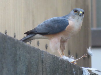 2023年6月18日(日) 多摩川の野鳥観察記録