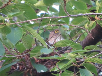 Japanese Sparrowhawk 多摩川 Sun, 6/18/2023