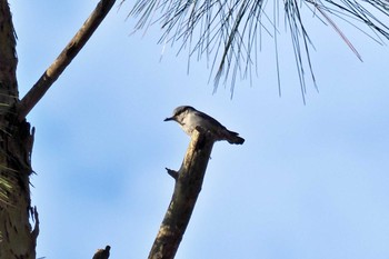 ミナミゴジュウカラ ベトナム 2024年3月30日(土)