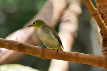 Swinhoe's White-eye ベトナム Sat, 3/30/2024