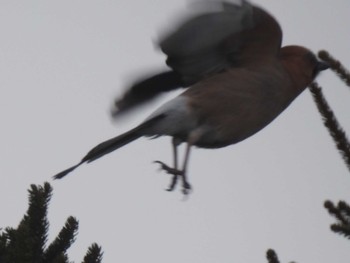 Eurasian Jay(brandtii) 百合ガ原公園 Thu, 2/8/2024