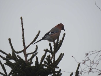 Eurasian Jay(brandtii) 百合ガ原公園 Thu, 2/8/2024