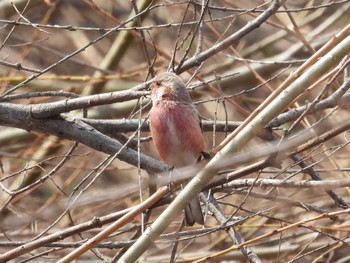 Siberian Long-tailed Rosefinch 札幌モエレ沼公園 Thu, 4/11/2024