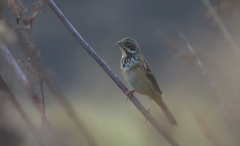 Chestnut-eared Bunting 大阪府大阪市 Sun, 12/23/2018