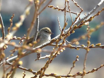 ウグイス 札幌モエレ沼公園 2024年4月11日(木)