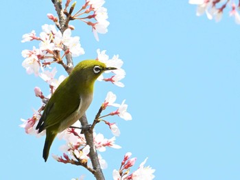 メジロ 馬見丘陵公園 2024年3月30日(土)