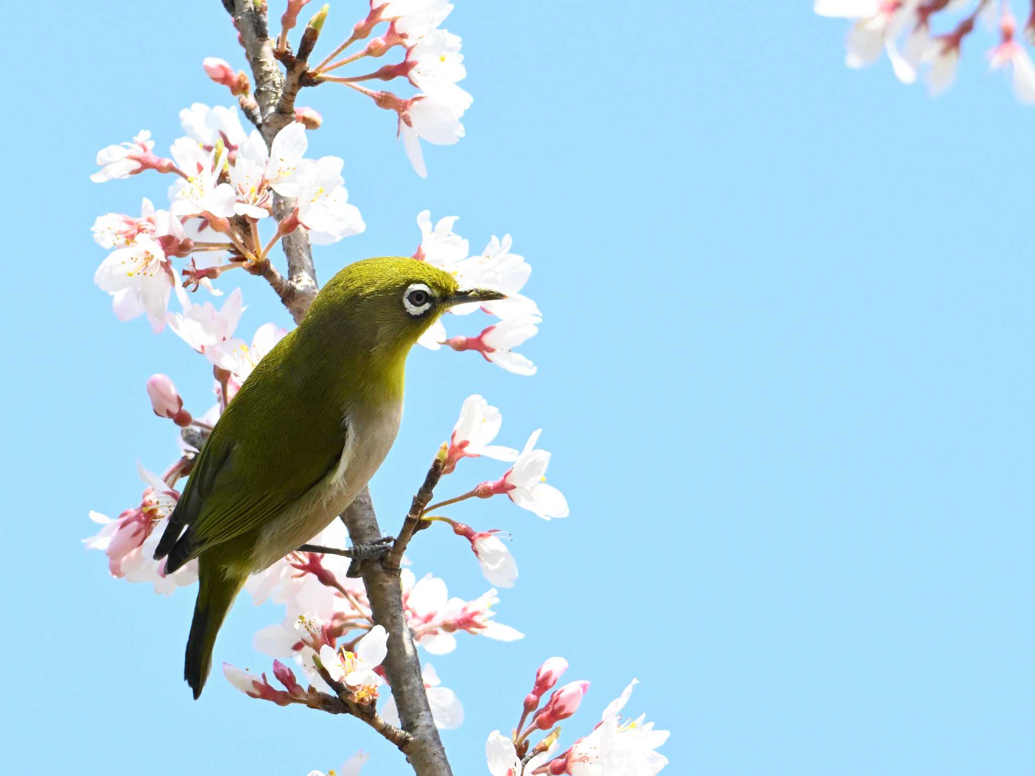 Warbling White-eye