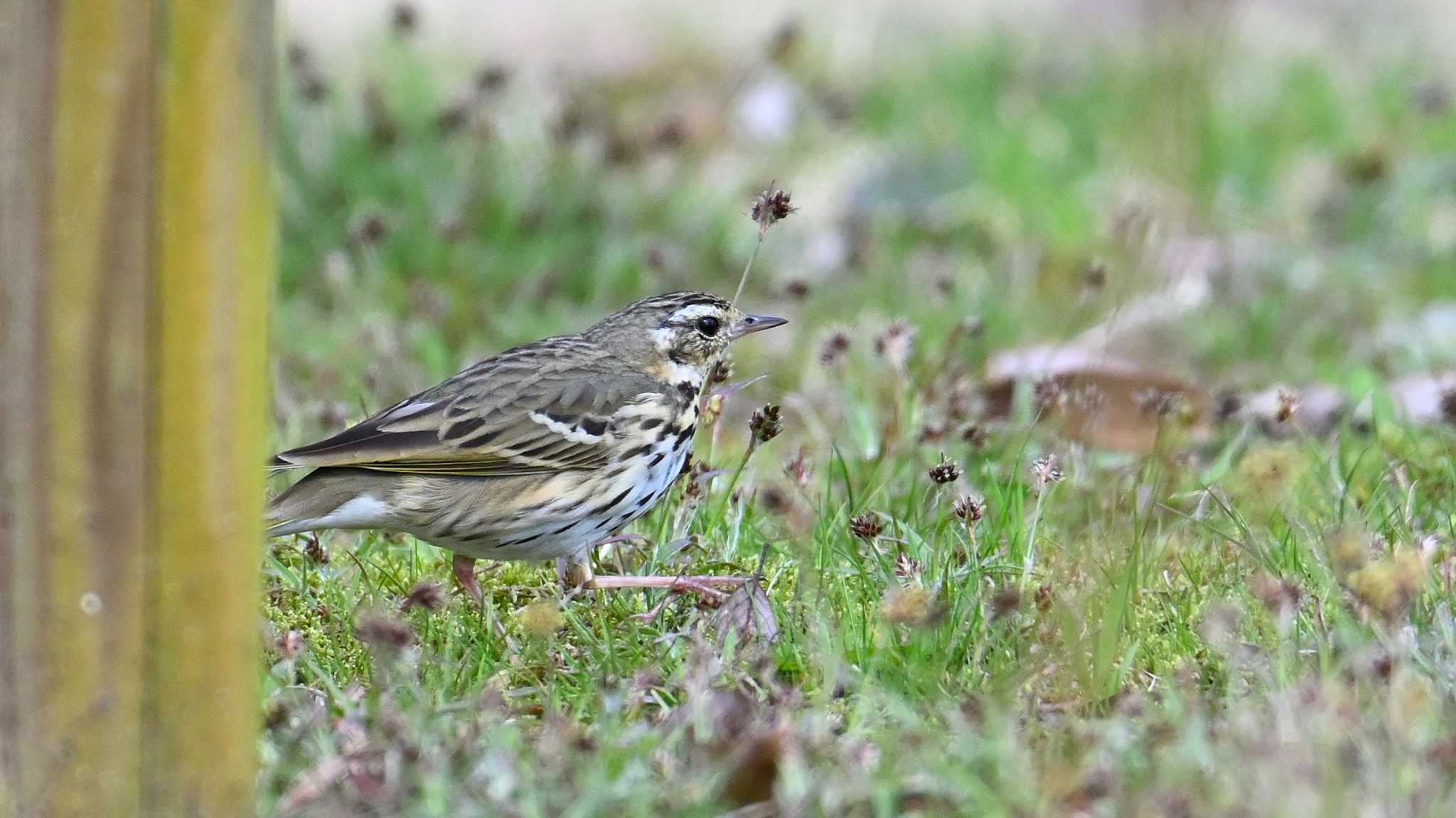 Olive-backed Pipit