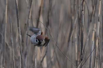 Eurasian Tree Sparrow 愛媛県新居浜市 Wed, 4/10/2024