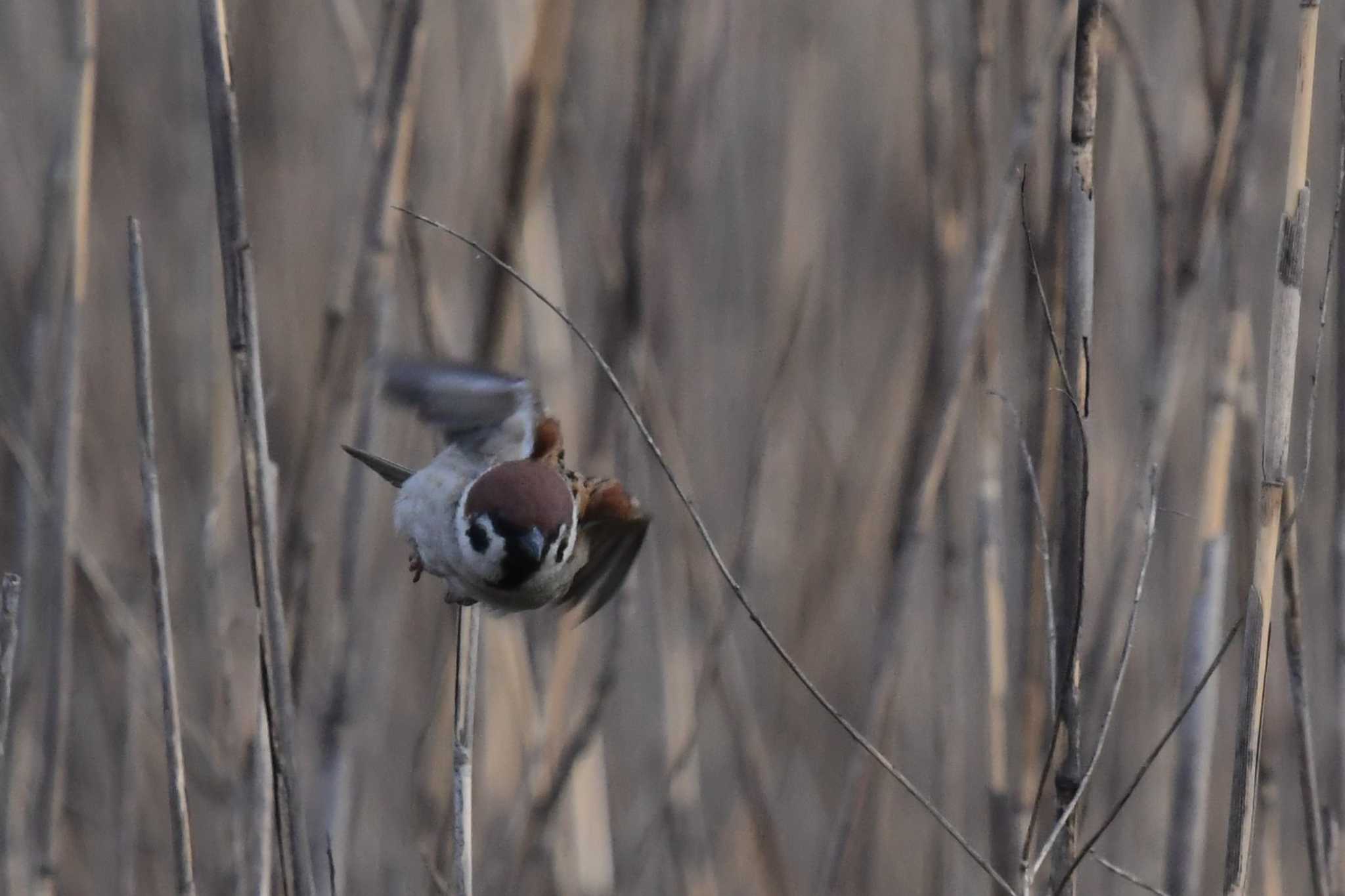 Photo of Eurasian Tree Sparrow at 愛媛県新居浜市 by でみこ