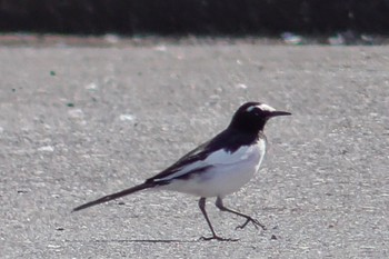 Japanese Wagtail 佐倉 Thu, 4/11/2024