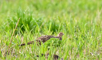 Green Pheasant 磐田市 Sat, 4/6/2024