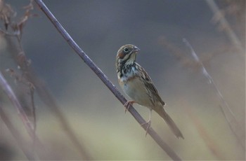 Chestnut-eared Bunting 大阪府大阪市 Sun, 12/23/2018