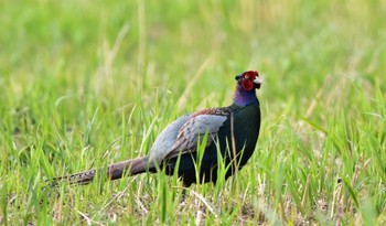 Green Pheasant 磐田市 Sat, 4/6/2024