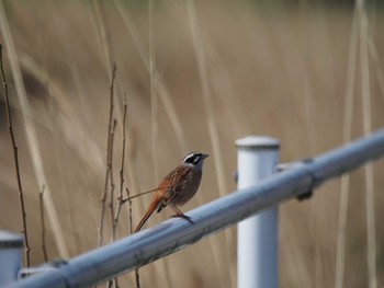 Meadow Bunting Unknown Spots Thu, 4/11/2024