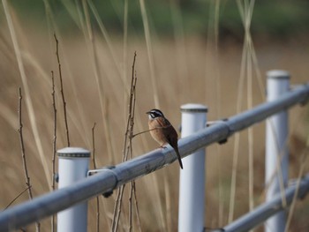Meadow Bunting 宇都宮市 Thu, 4/11/2024