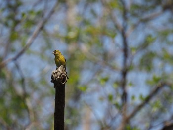 Eurasian Siskin 宇都宮市 Thu, 4/11/2024