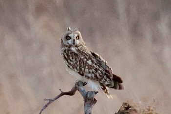 Short-eared Owl 埼玉県 Sun, 1/7/2024