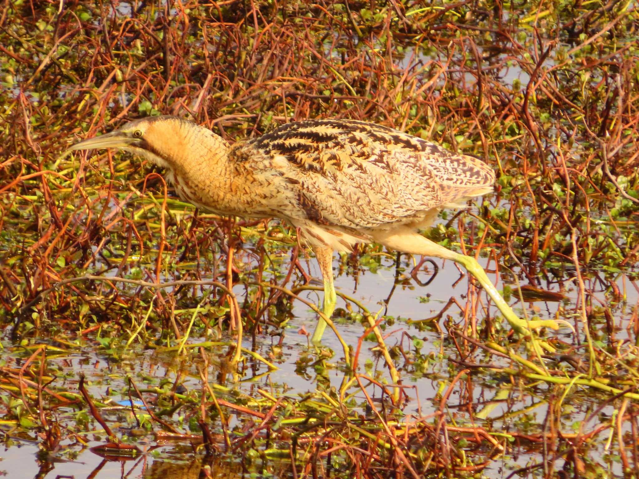 Photo of Eurasian Bittern at 伊庭内湖 by ゆ