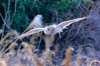 Short-eared Owl 埼玉県 Sun, 1/7/2024