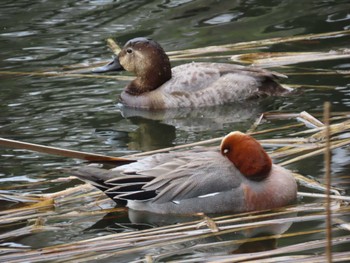 Common Pochard Inokashira Park Sat, 4/6/2024