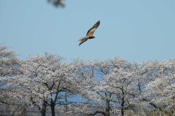 Black Kite Isanuma Wed, 4/10/2024