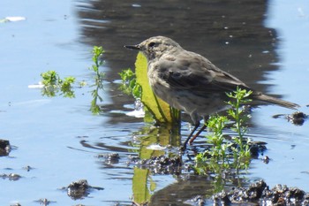 Water Pipit Isanuma Wed, 4/10/2024