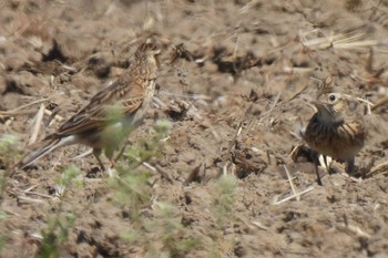 Eurasian Skylark Isanuma Wed, 4/10/2024