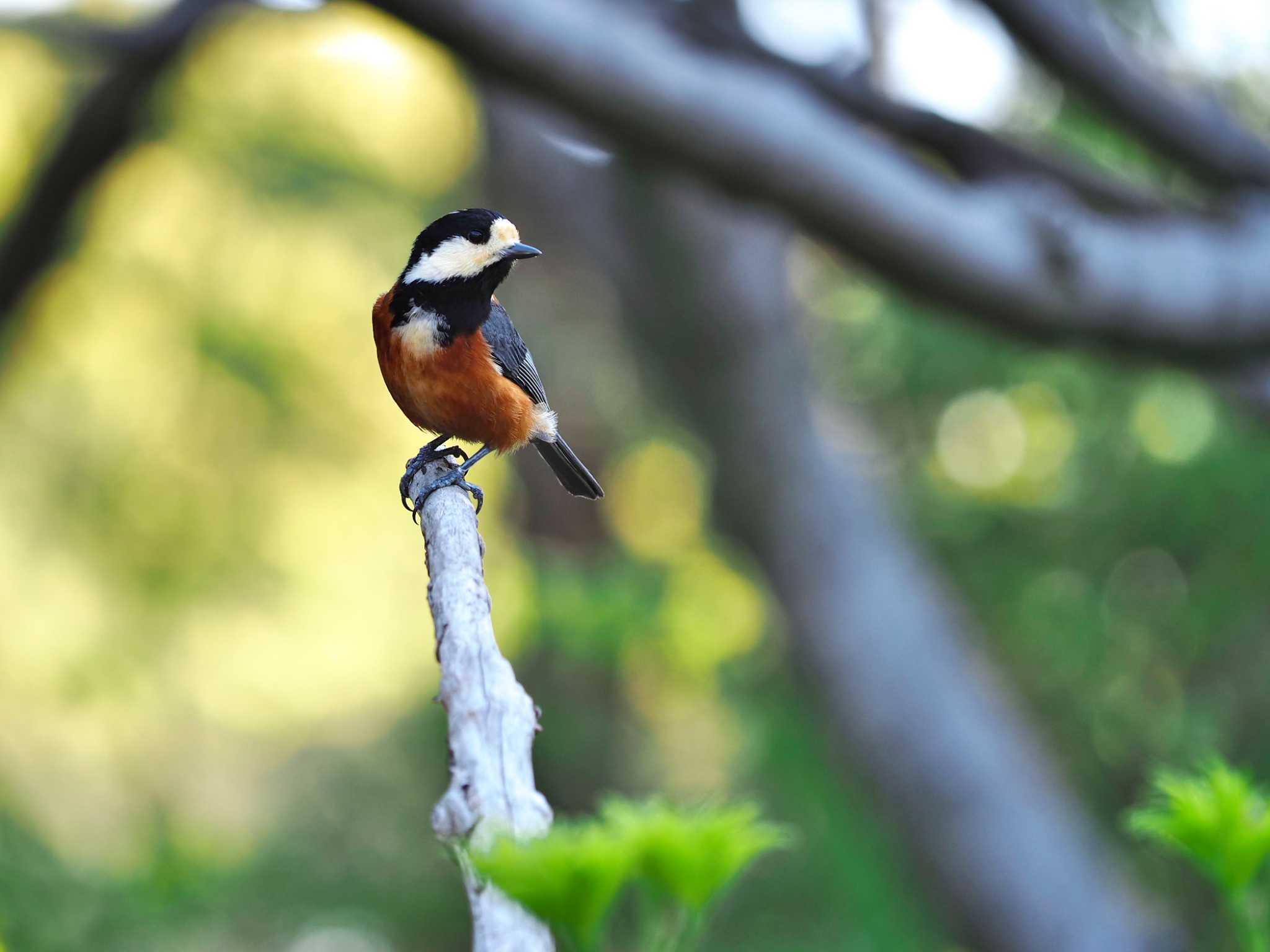 Photo of Varied Tit at Yoyogi Park by y-kuni