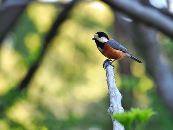 Varied Tit Yoyogi Park Thu, 4/11/2024