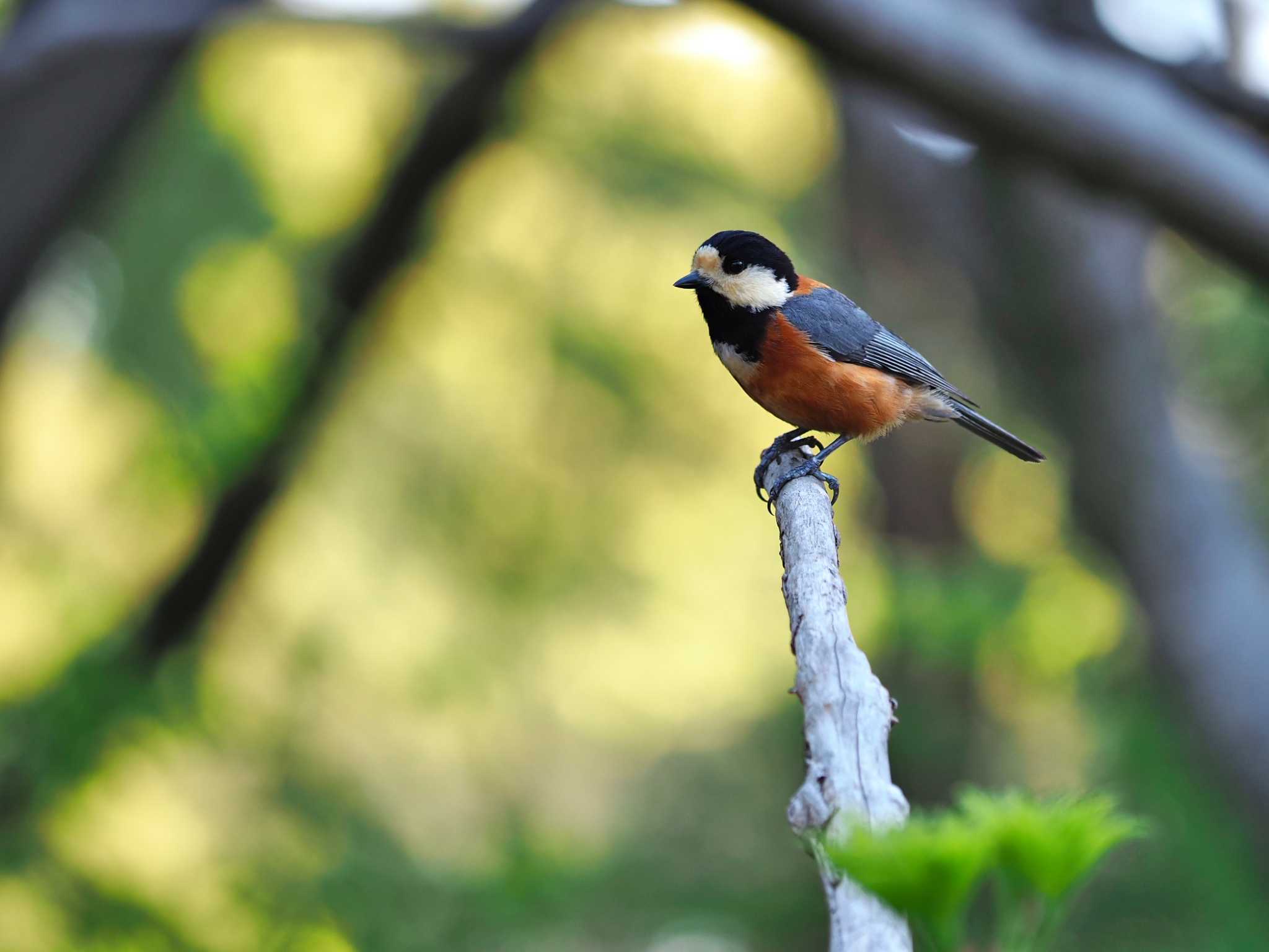 Photo of Varied Tit at Yoyogi Park by y-kuni