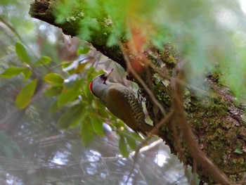 Japanese Green Woodpecker 京都府亀岡市 Thu, 4/11/2024