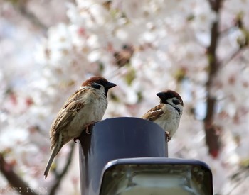 スズメ 公園 2024年4月11日(木)