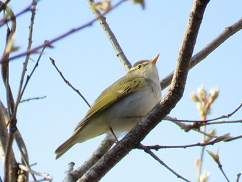 Eastern Crowned Warbler Hayatogawa Forest Road Thu, 4/11/2024