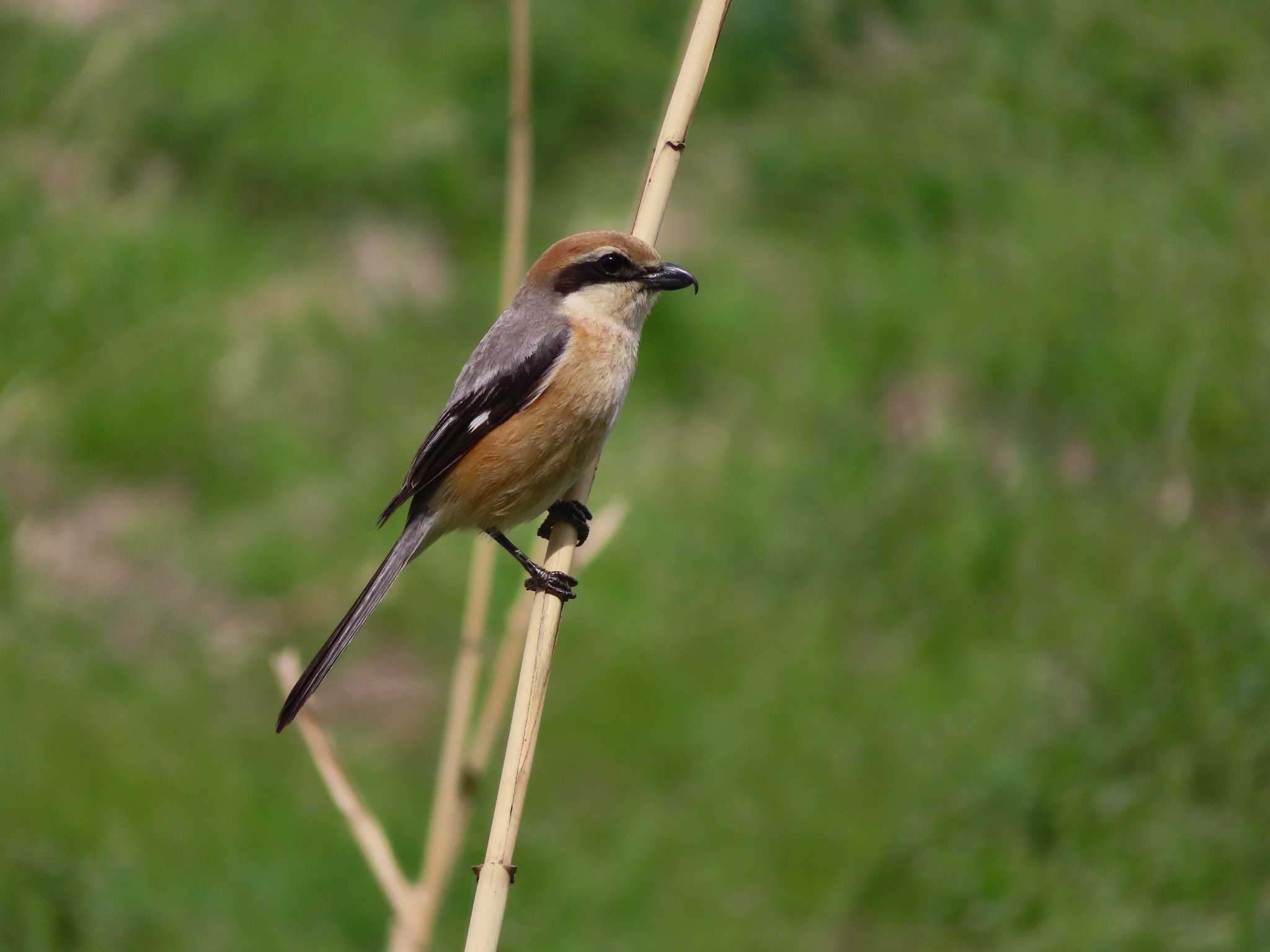 Photo of Bull-headed Shrike at 春日部市 by kou