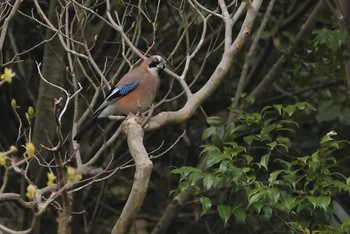 Eurasian Jay 愛知県 Fri, 4/5/2024