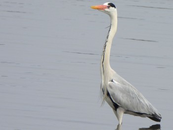 Grey Heron 多々良沼 Sun, 4/7/2024