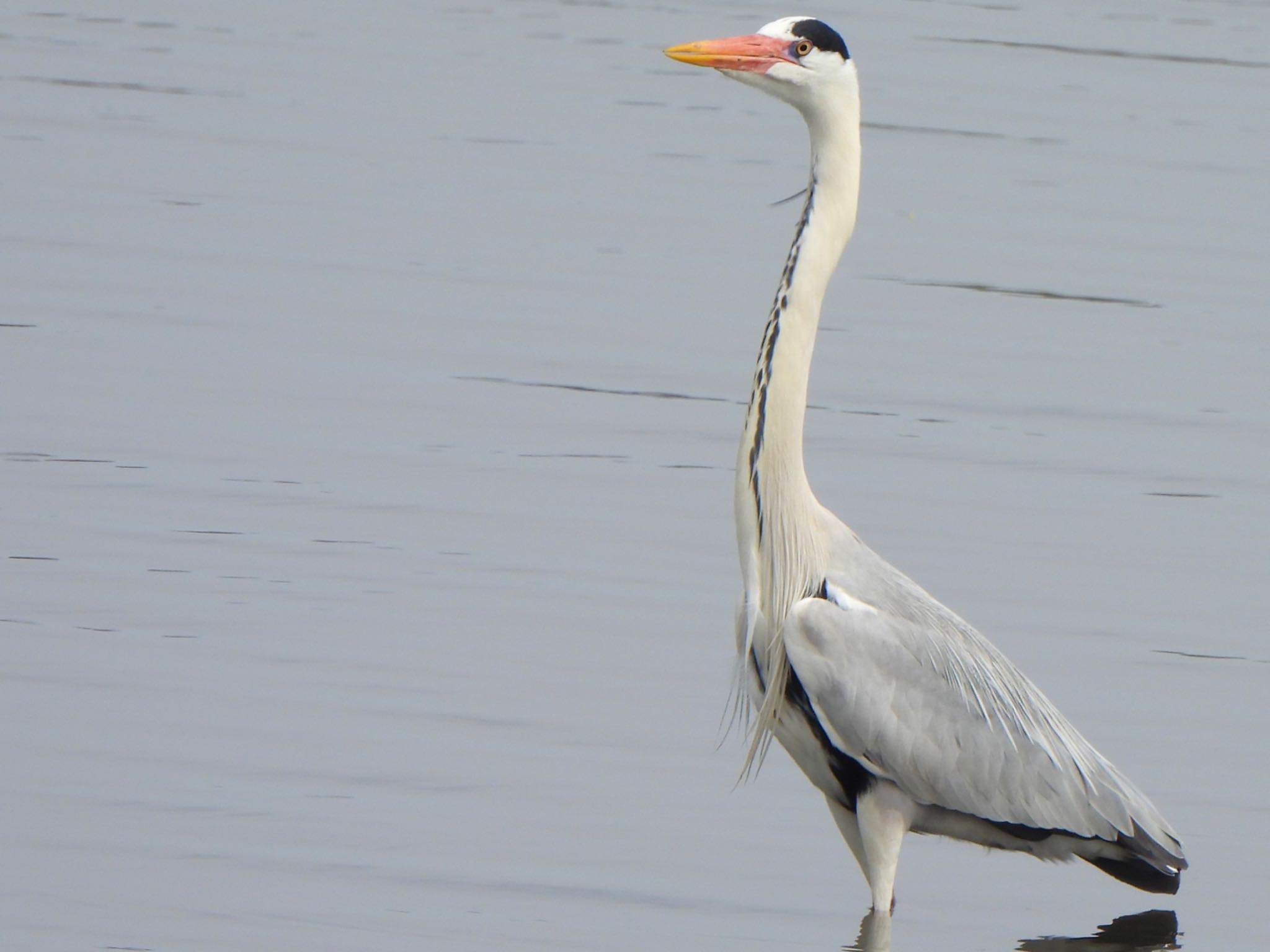 Grey Heron