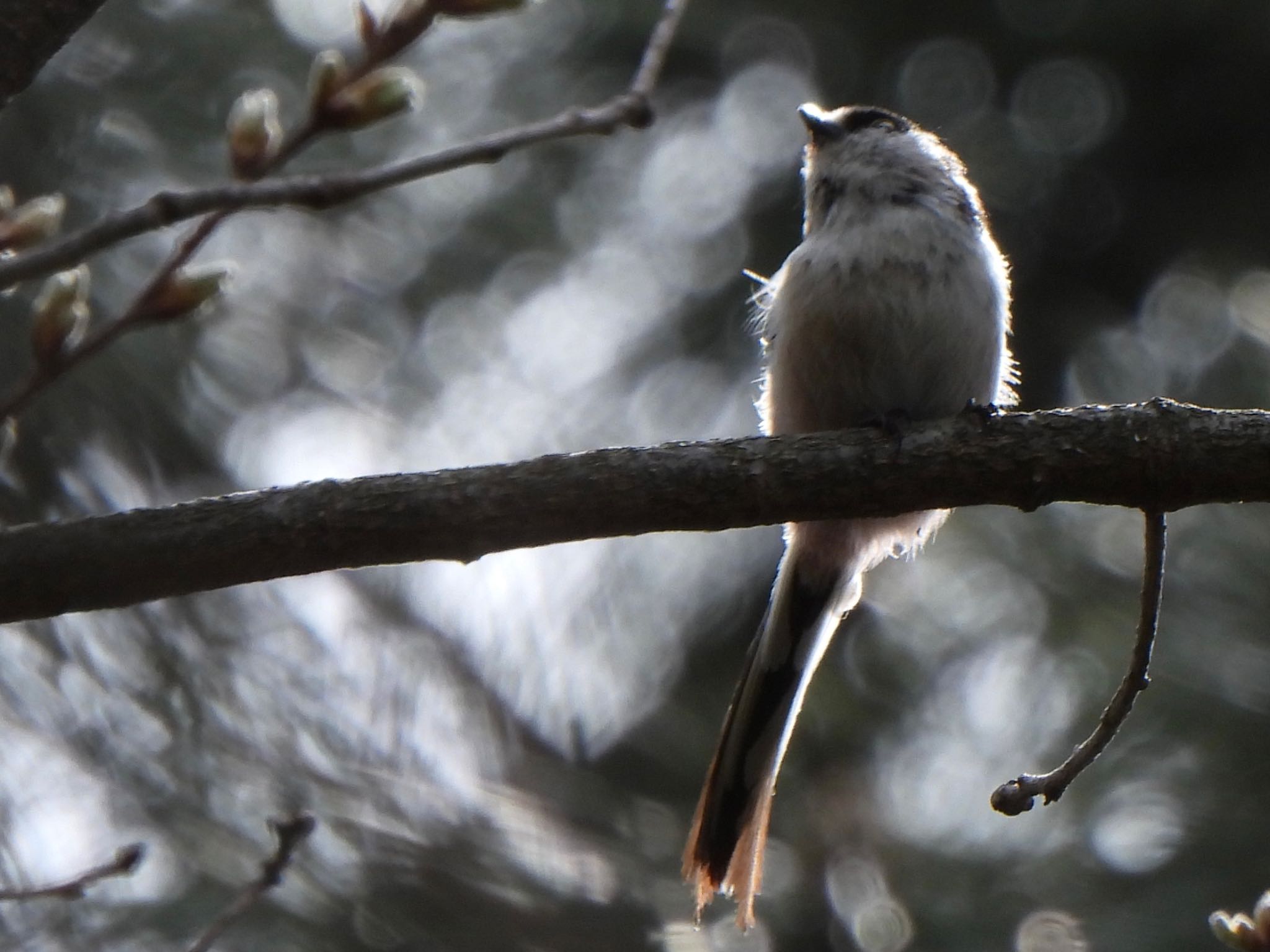 Long-tailed Tit