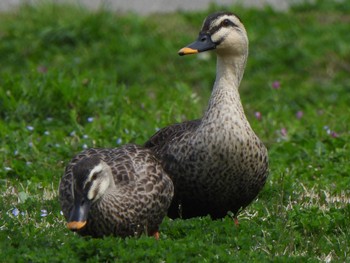 Eastern Spot-billed Duck 多々良沼 Sun, 4/7/2024