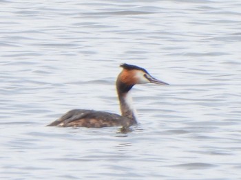 Great Crested Grebe 多々良沼 Sun, 4/7/2024