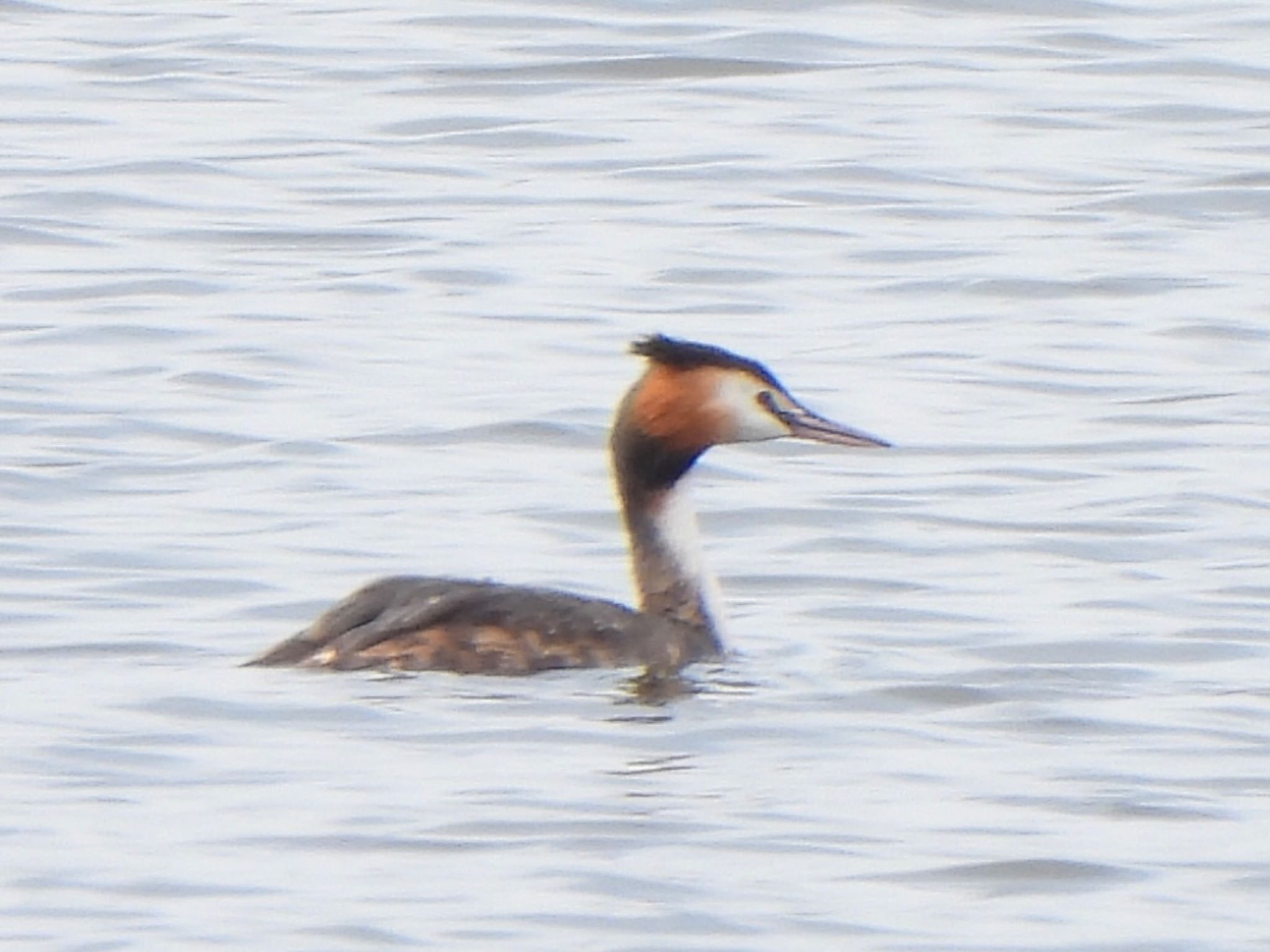 Great Crested Grebe