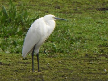 Little Egret 多々良沼 Sun, 4/7/2024