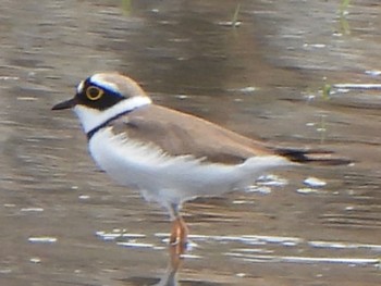 Little Ringed Plover 多々良沼 Sun, 4/7/2024